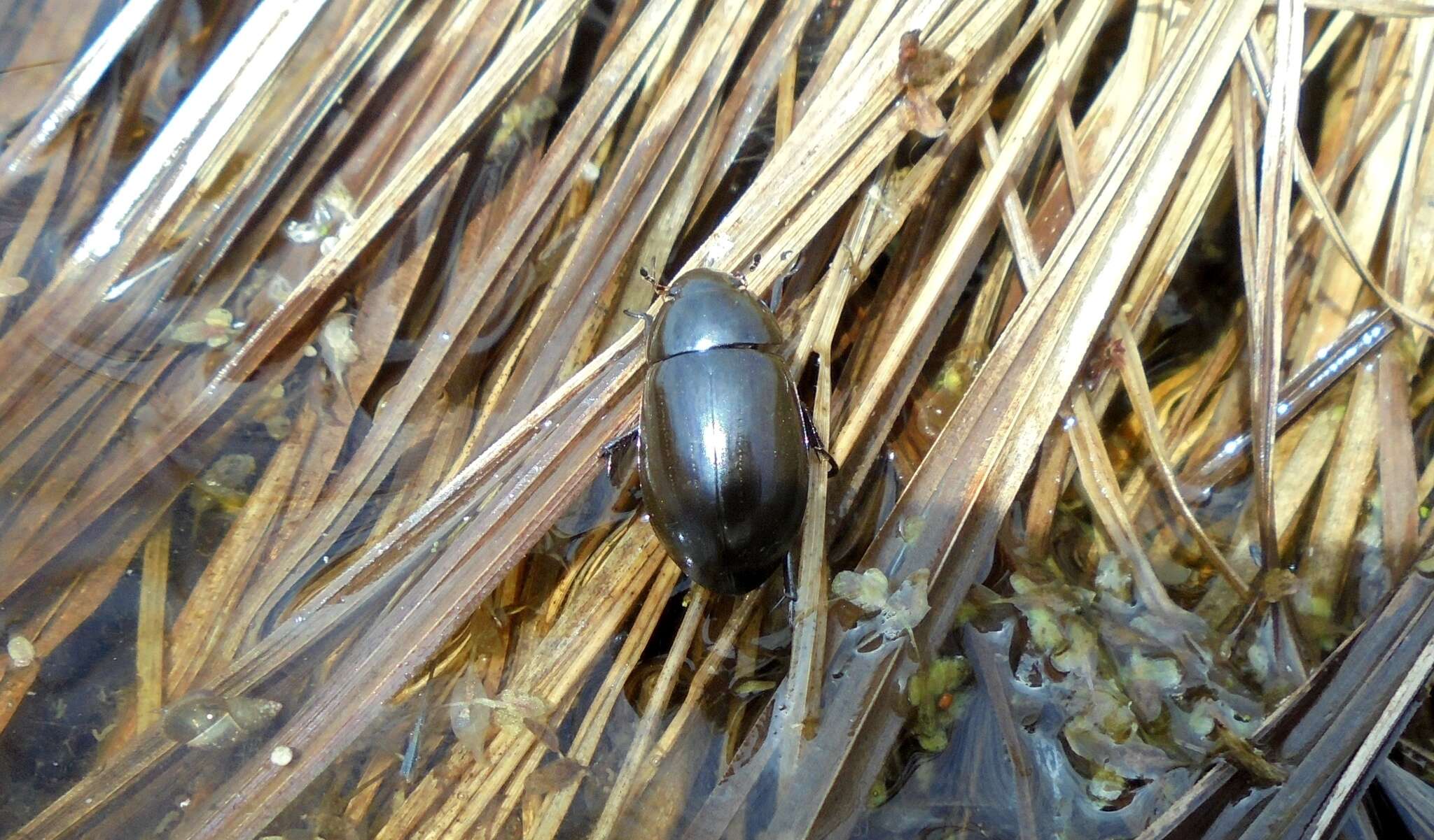 Image of Lesser silver water beetle