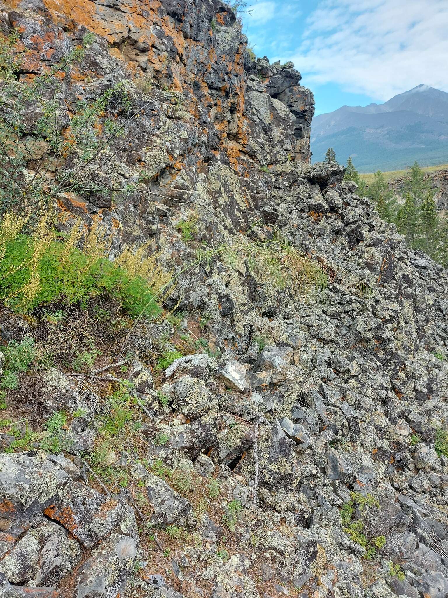 Plancia ëd Sisymbrium heteromallum C. A. Mey.