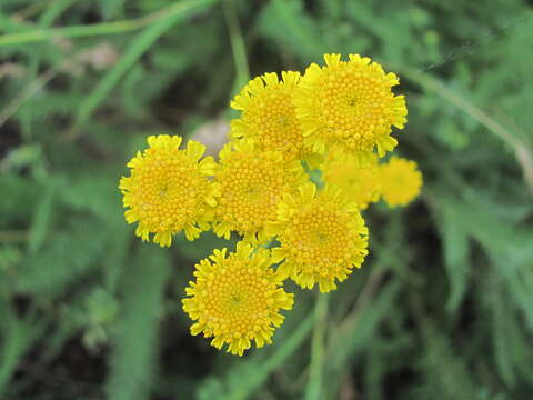 Tanacetum millefolium (L.) Tzvel. resmi