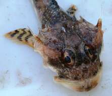 Image of Longhorn sculpin