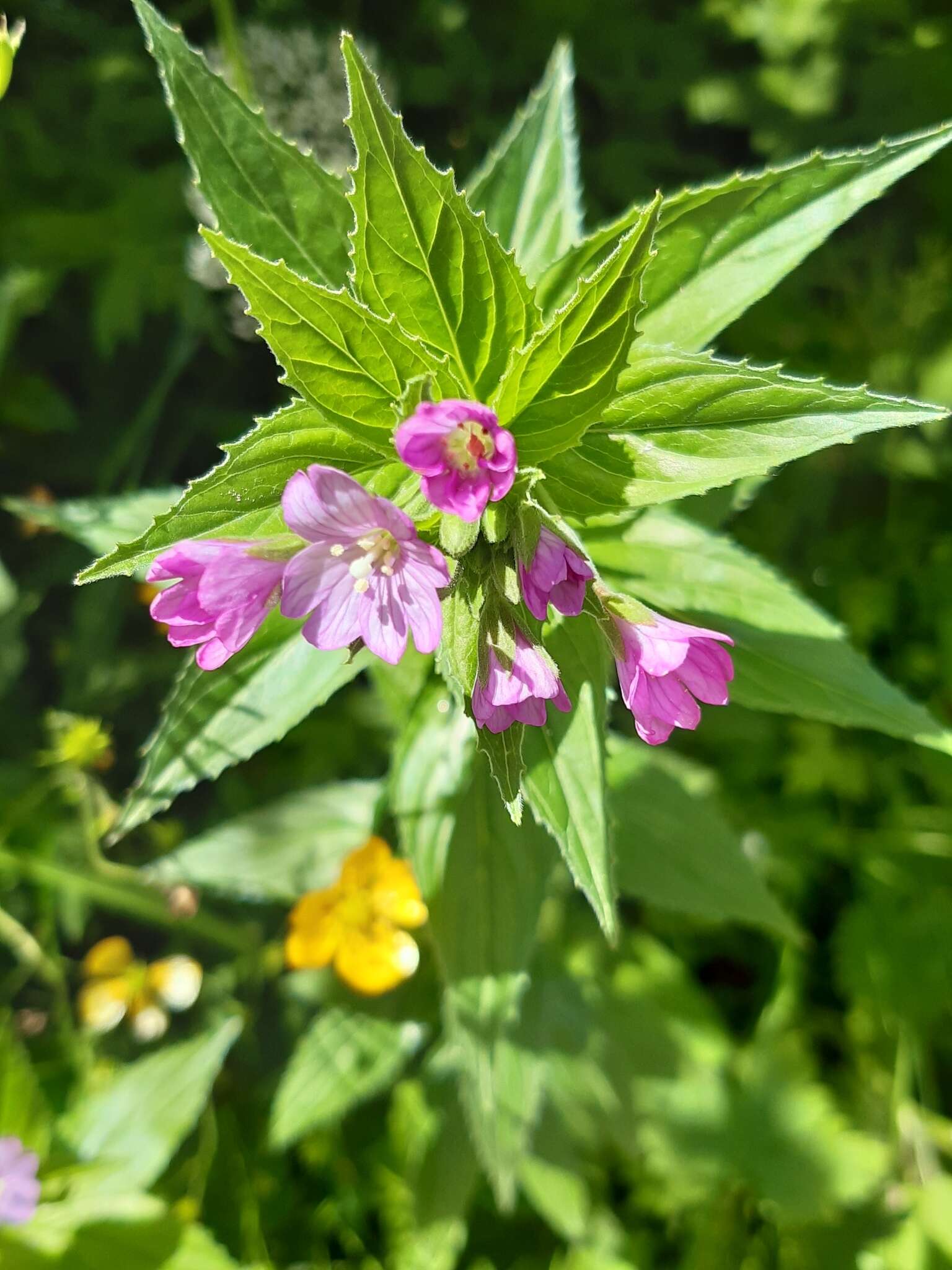 Image of Epilobium alpestre (Jacq.) Krocker