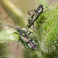 Macrotylus intermedius Wagner 1950 resmi