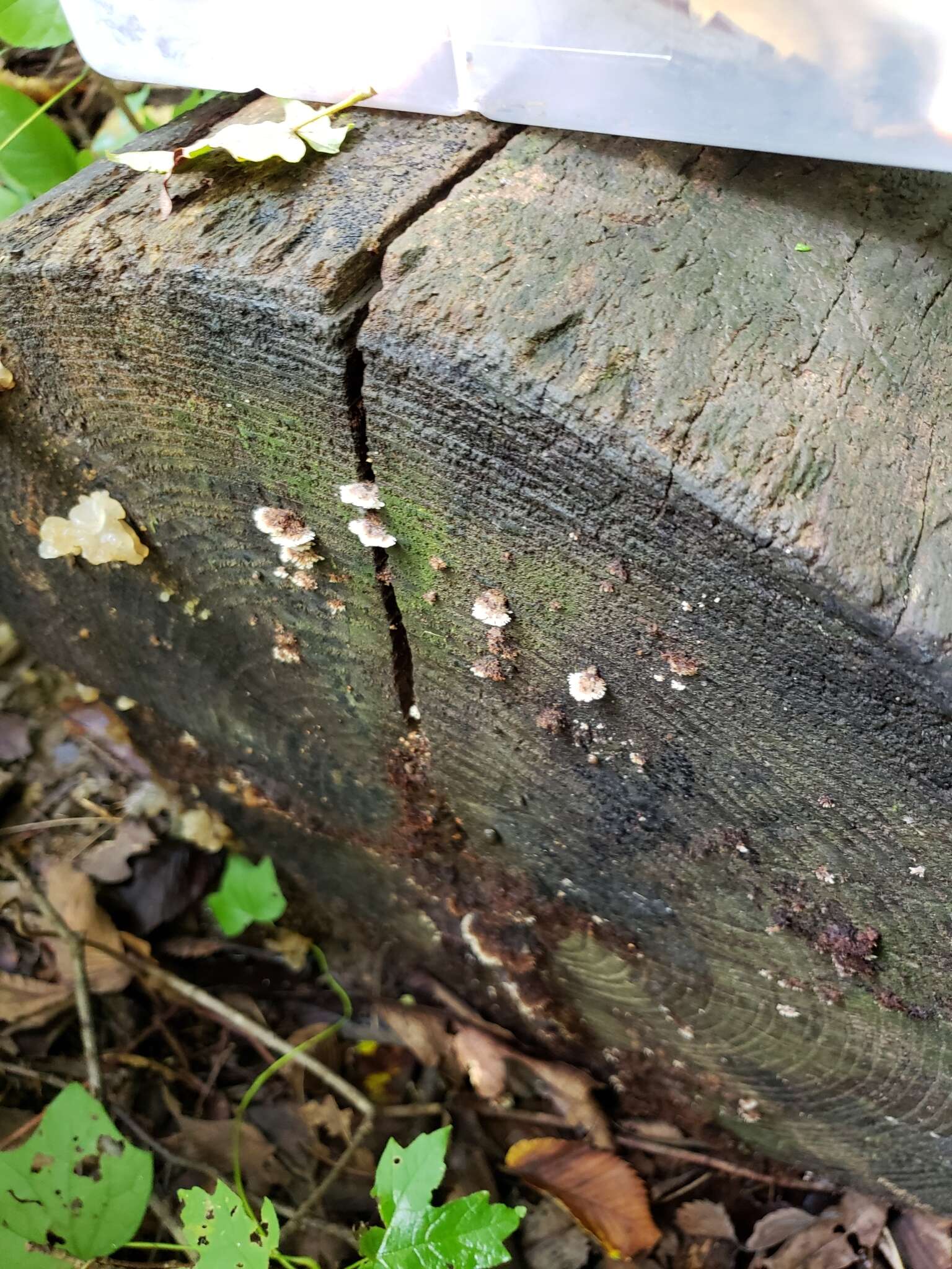 Gloiodon strigosus (Sw.) P. Karst. 1879的圖片