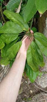 Anthurium pentaphyllum (Aubl.) G. Don的圖片