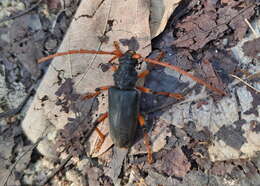 Image of Neoplocaederus ruficornis (Newman 1842)