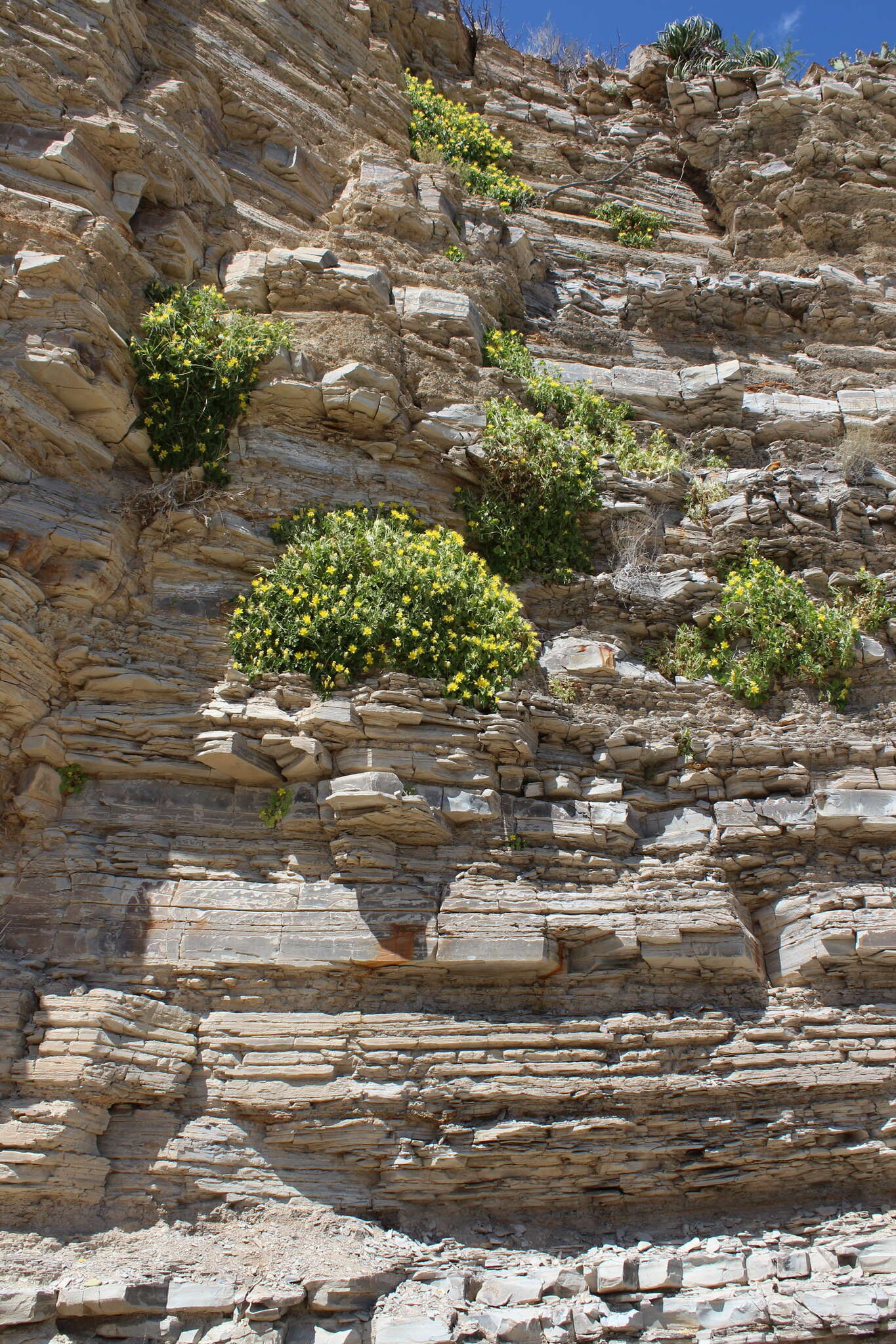 Image of yellow stingbush