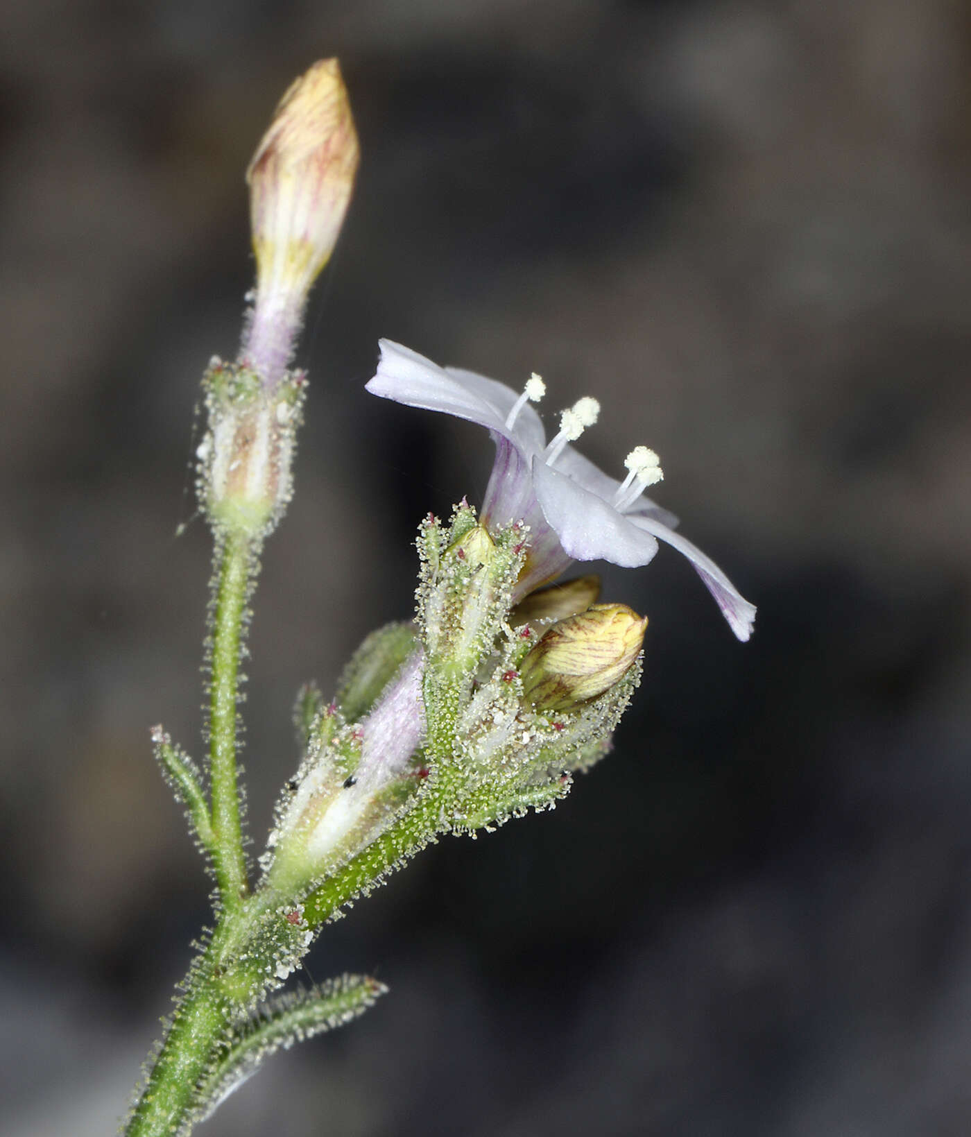 Image of desert pale gilia