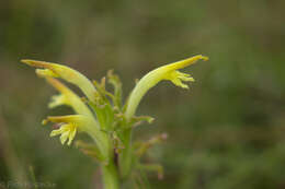 Plancia ëd Castilleja mexicana (Hemsl.) Gray