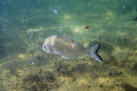 Image of Australian Sea Bream