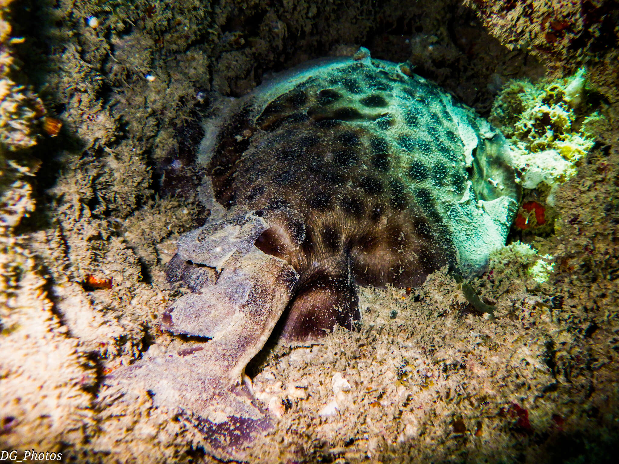 Image of Blackspotted Torpedo