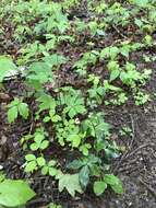 Image of Small's blacksnakeroot