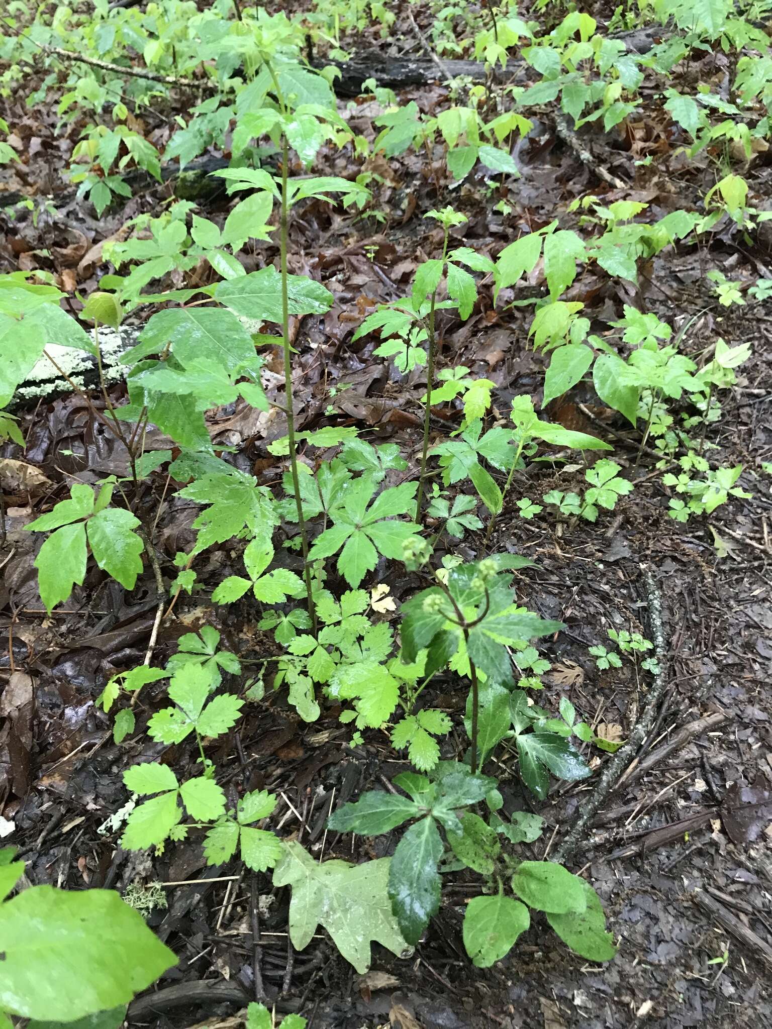 Image of Small's blacksnakeroot