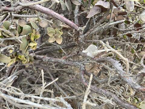 Image of Arctostaphylos tomentosa subsp. hebeclada (DC.) V. T. Parker, M. C. Vasey & J. E. Keeley