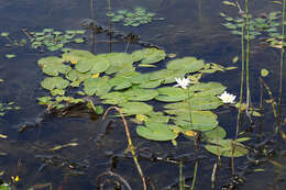 Image of Pygmy Water-Lily