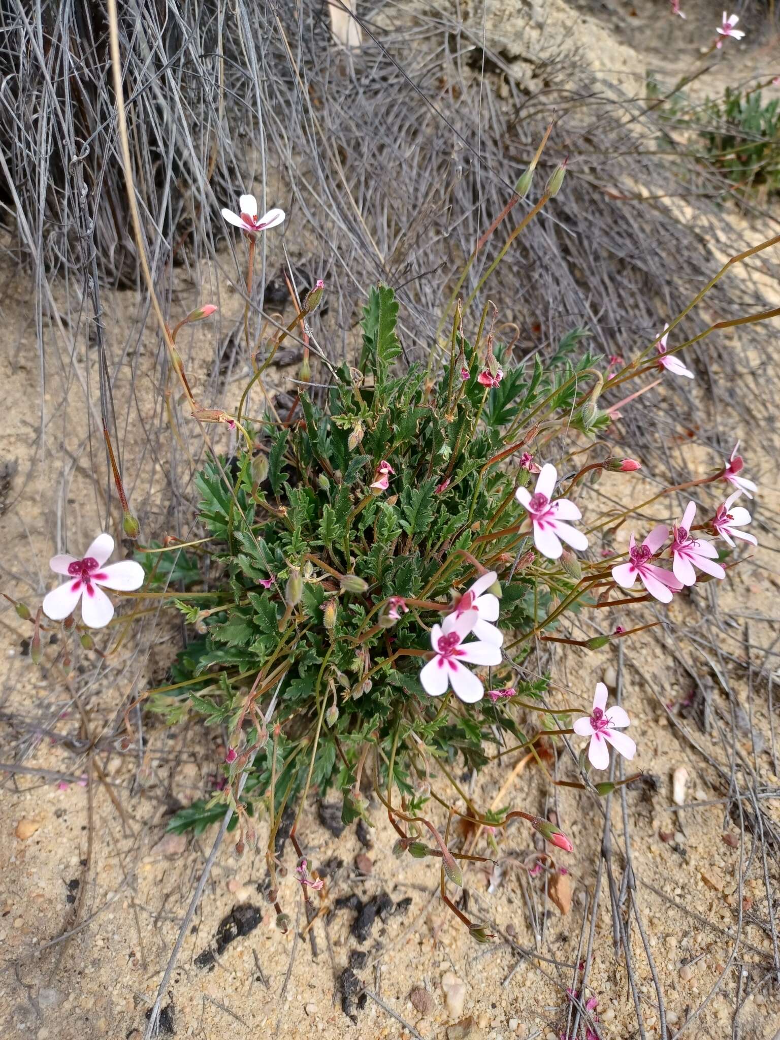 Image of Pelargonium capillare (Cav.) Willd.