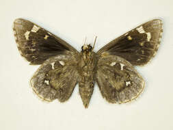 Image of Strecker's Giant-skipper