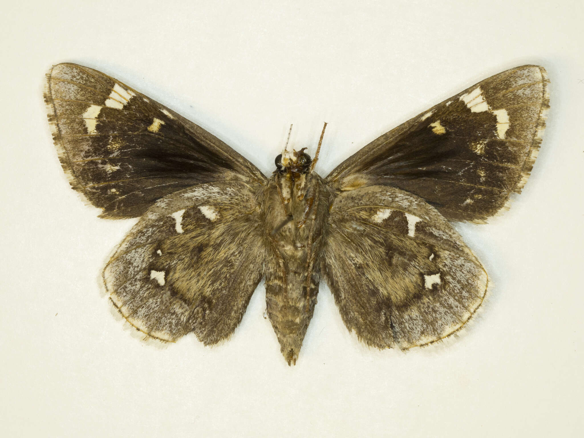 Image of Strecker's Giant-skipper