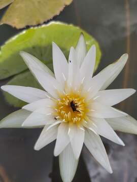 Image de Nymphaea pulchella DC.