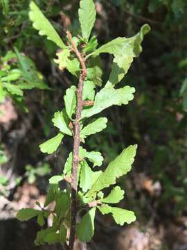 Acalypha eremorum Müll. Arg. resmi