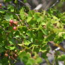 Image of Vitis rotundifolia var. pygmaea Mc Farlin ex D. B. Ward