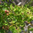 Image de Vitis rotundifolia var. pygmaea Mc Farlin ex D. B. Ward