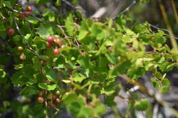 Image of Vitis rotundifolia var. pygmaea Mc Farlin ex D. B. Ward
