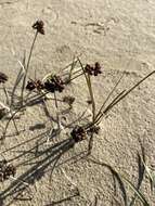 Image of Sickle-Leaf Rush