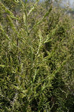 Image of Asparagus stellatus Baker