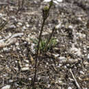 Image of Oschatzia saxifraga (Hook. fil.) Walp.