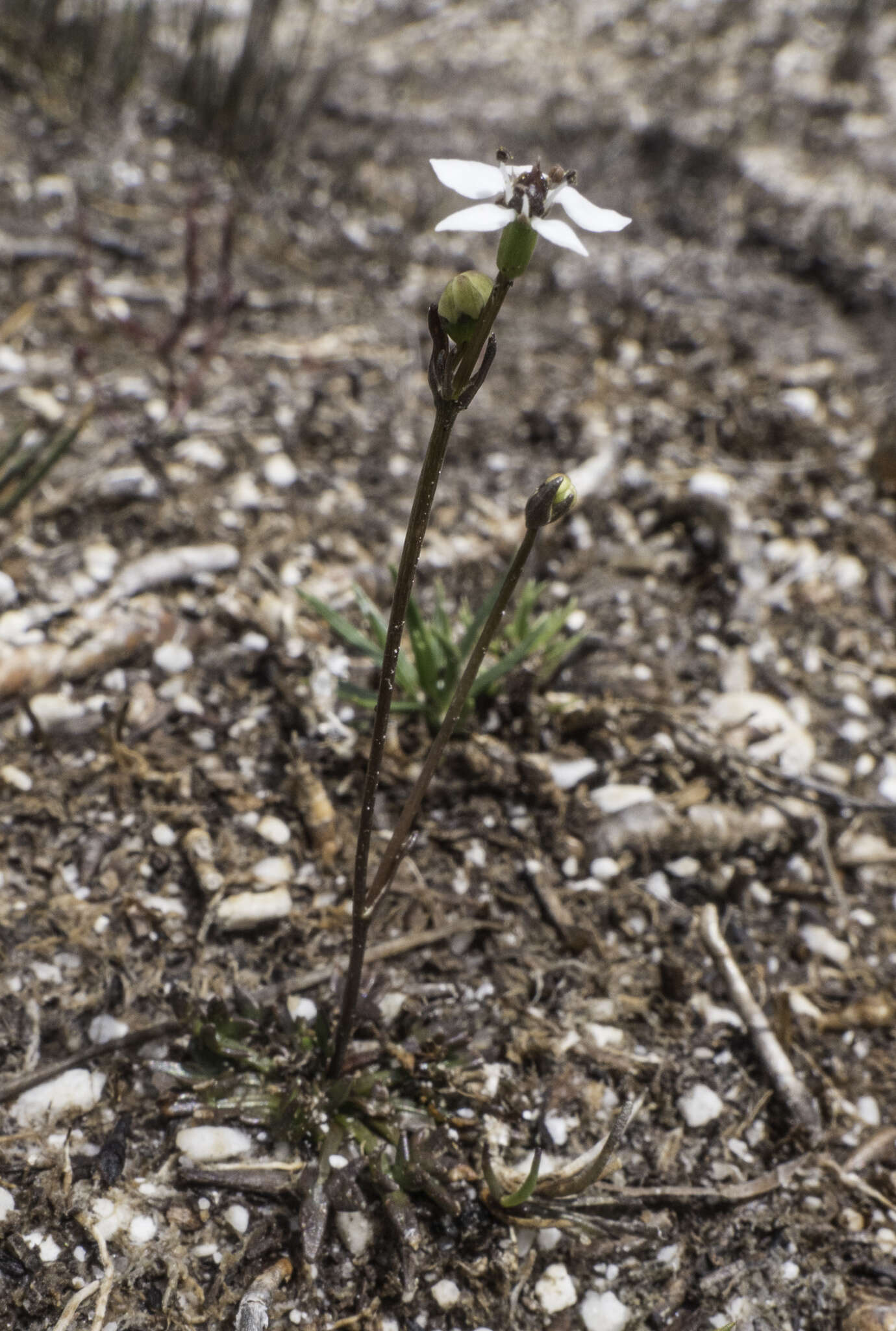 Image of Oschatzia saxifraga (Hook. fil.) Walp.