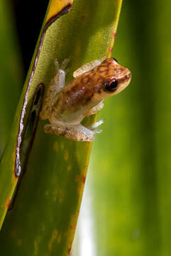 Image of Dendropsophus haddadi (Bastos & Pombal 1996)