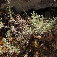 Слика од Helichrysum italicum subsp. microphyllum (Willd.) Nym.