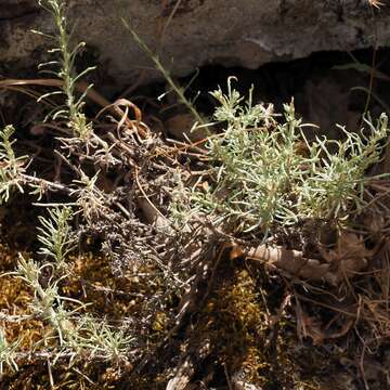 Слика од Helichrysum italicum subsp. microphyllum (Willd.) Nym.