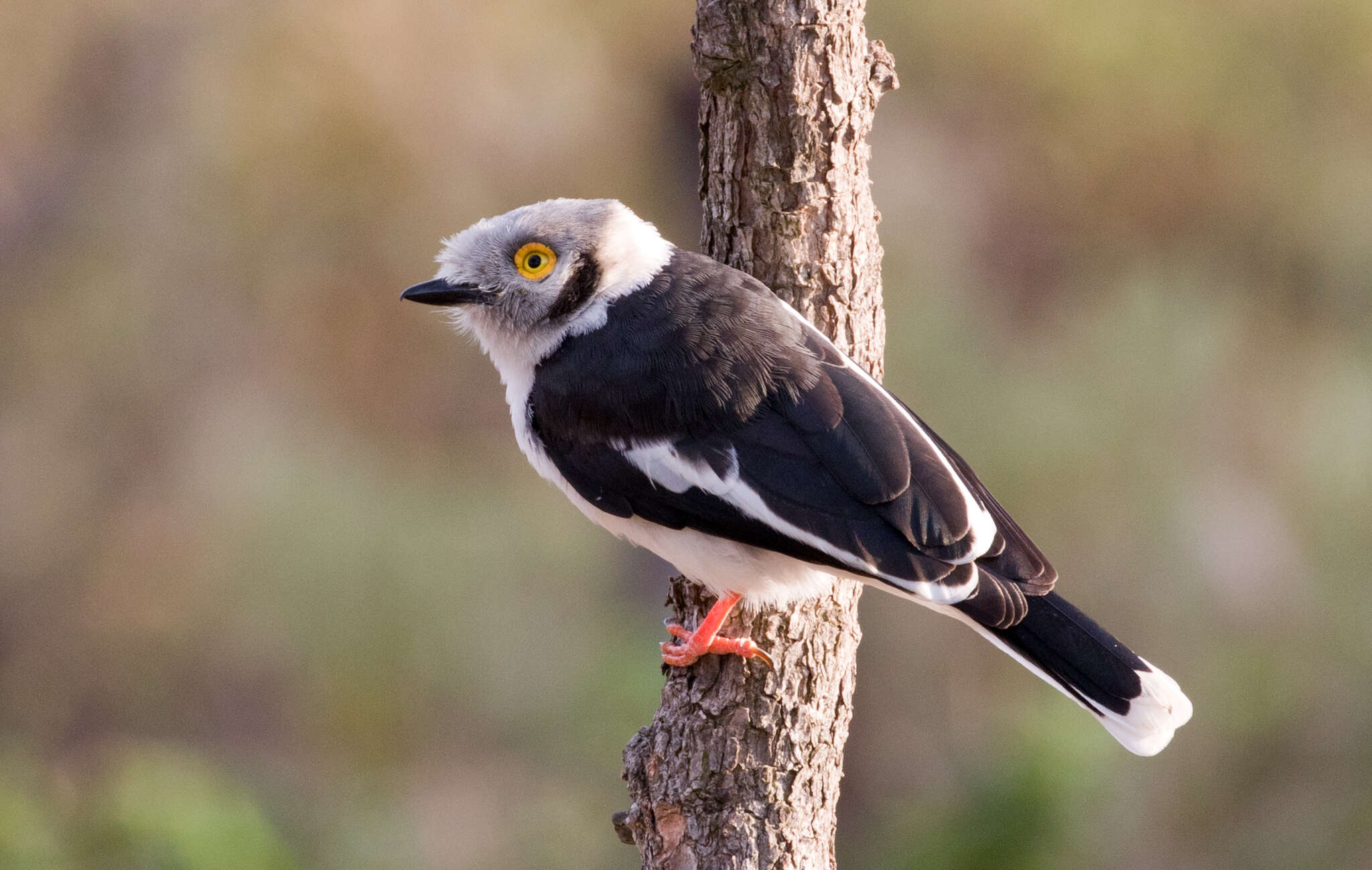 Image of White Helmet Shrike