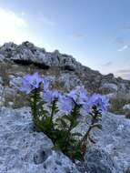 Campanula versicolor subsp. tenorei resmi