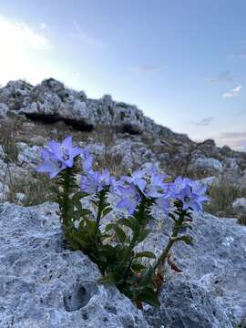 Imagem de Campanula versicolor subsp. tenorei