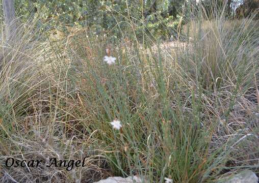 Image of onionweed