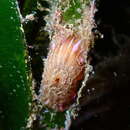 Image of <i>Paractinia striata</i>