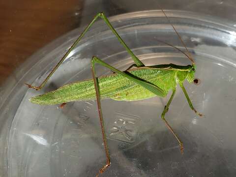 Image of Texas Bush Katydid