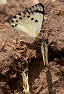 Image of Belenois theora (Doubleday 1846)