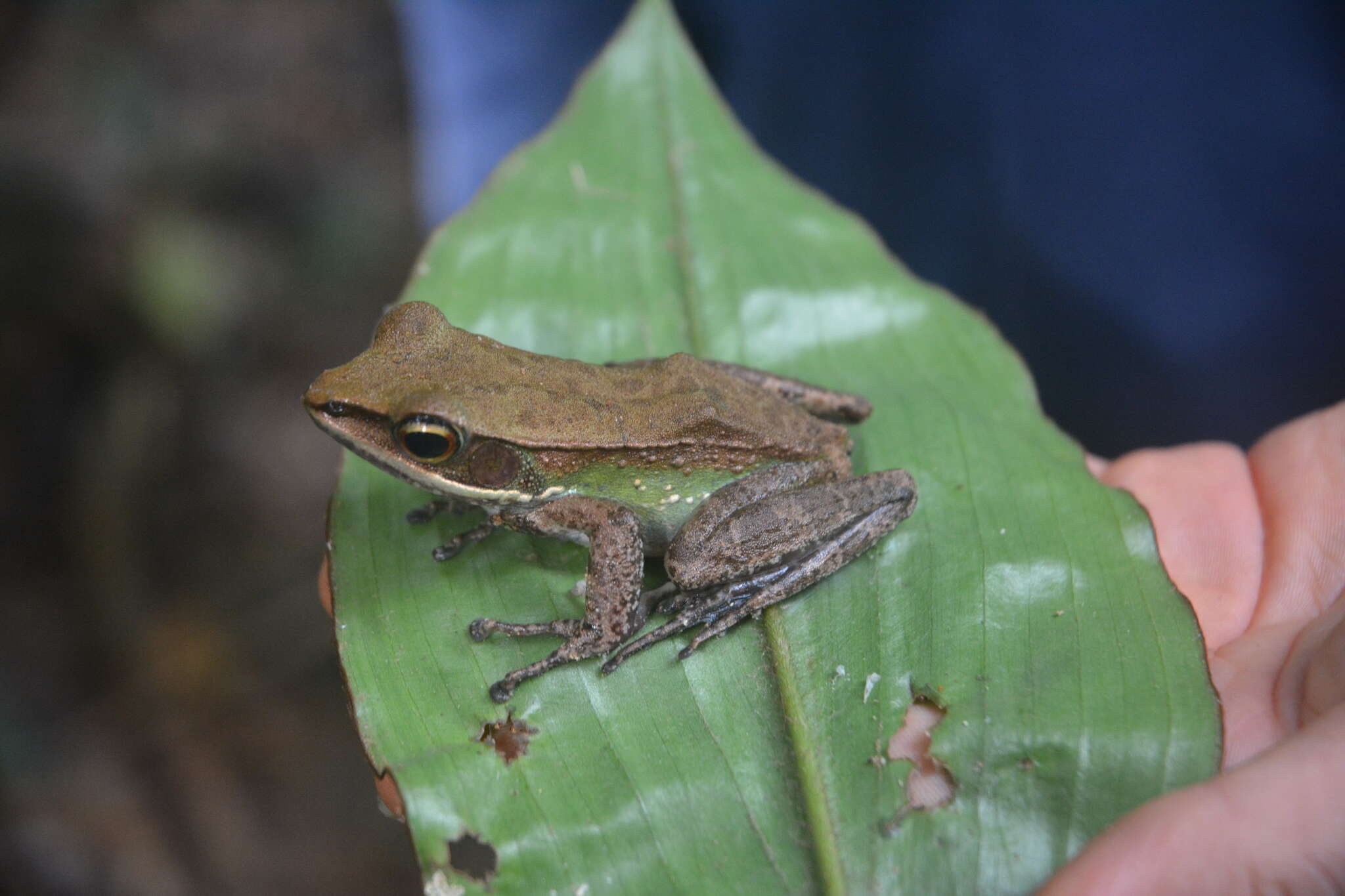 Image of White-lipped frog