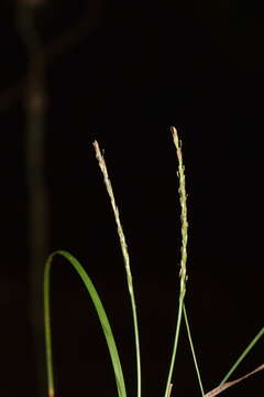 Image of Carex firmula (Kük.) J. R. Starr