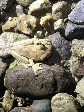 Image of Panama Cross-banded Treefrog