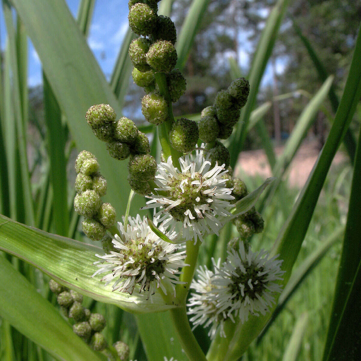 Image of Branched Bur-reed