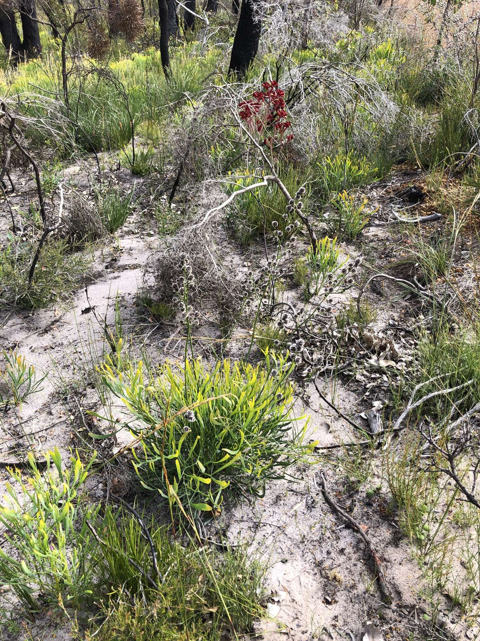 Image of Stirlingia latifolia (R. Br.) Steudel