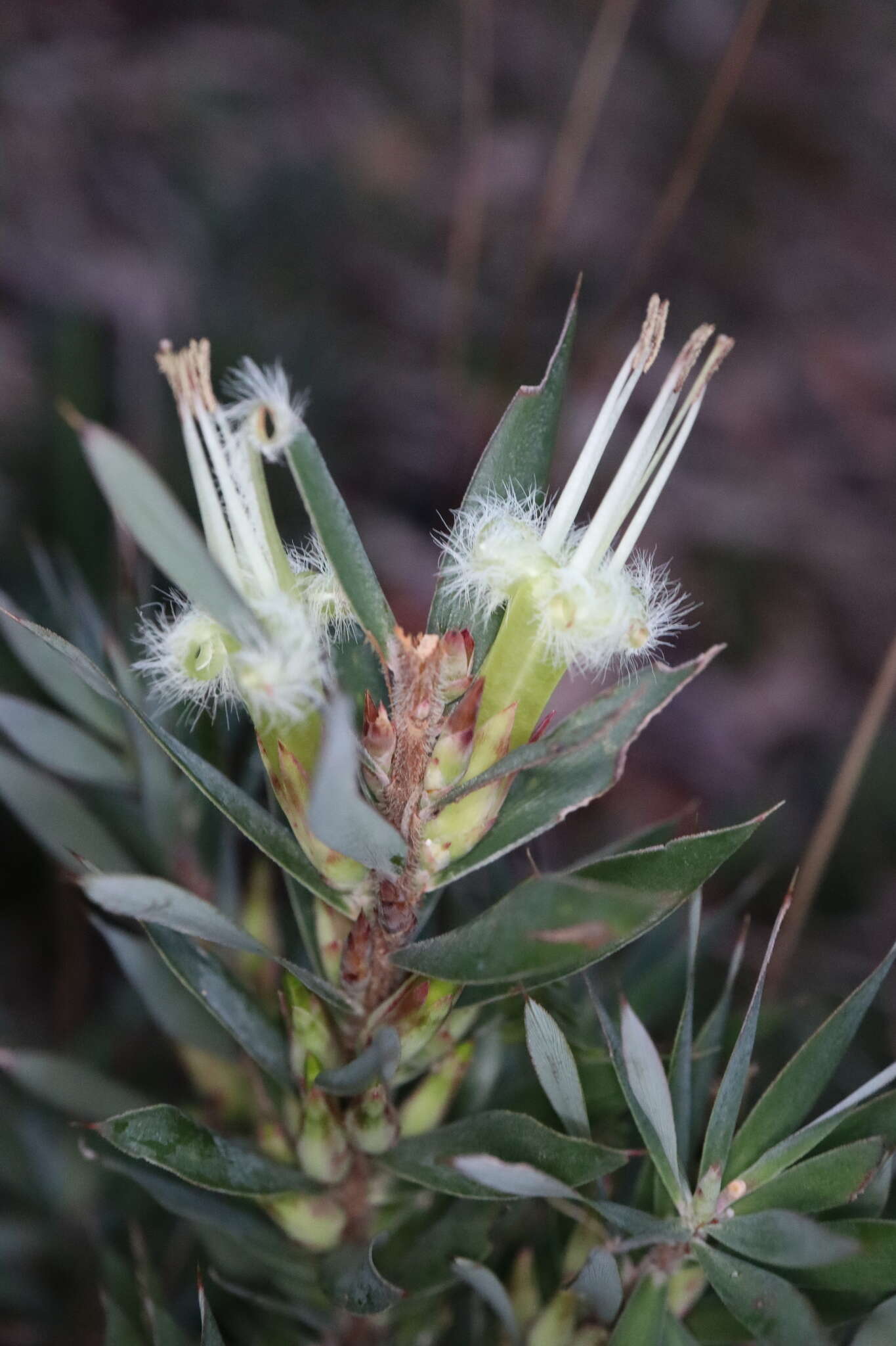 Image of Styphelia adscendens R. Br.