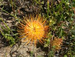 Image de Leucospermum profugum Rourke