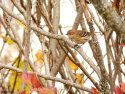 Image of Myrtle Warbler