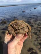 Image of Linnaeus's sponge crab