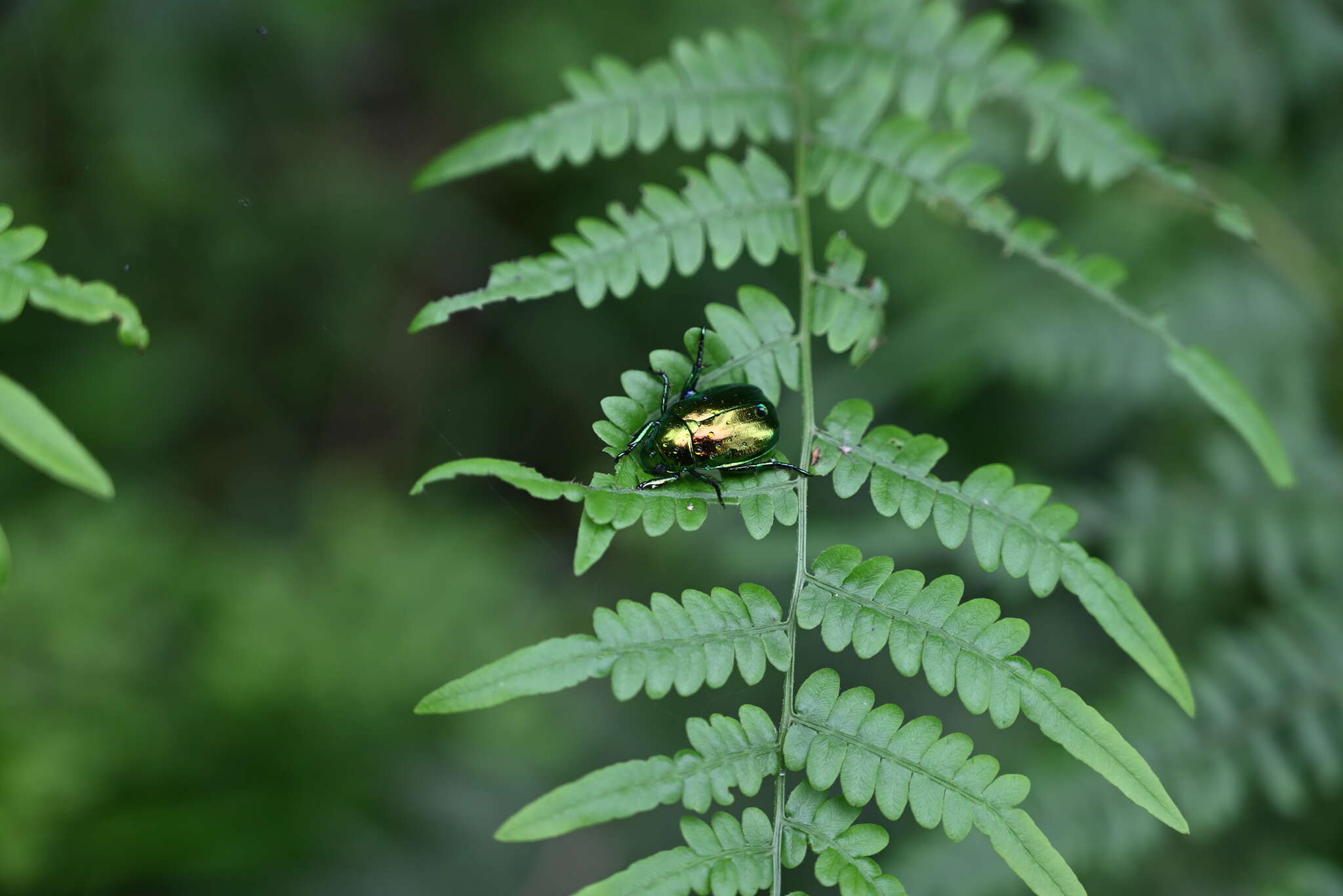 Mimela splendens (Gyllenhal 1817) resmi